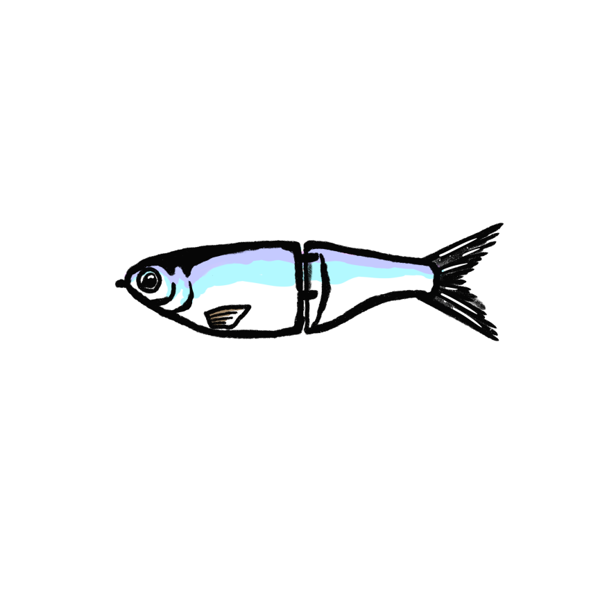 Shad